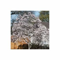 Magnolia soulangeana 12 Magnolia soulangeana -Camellia - shop P20001 add image 3 9ce4