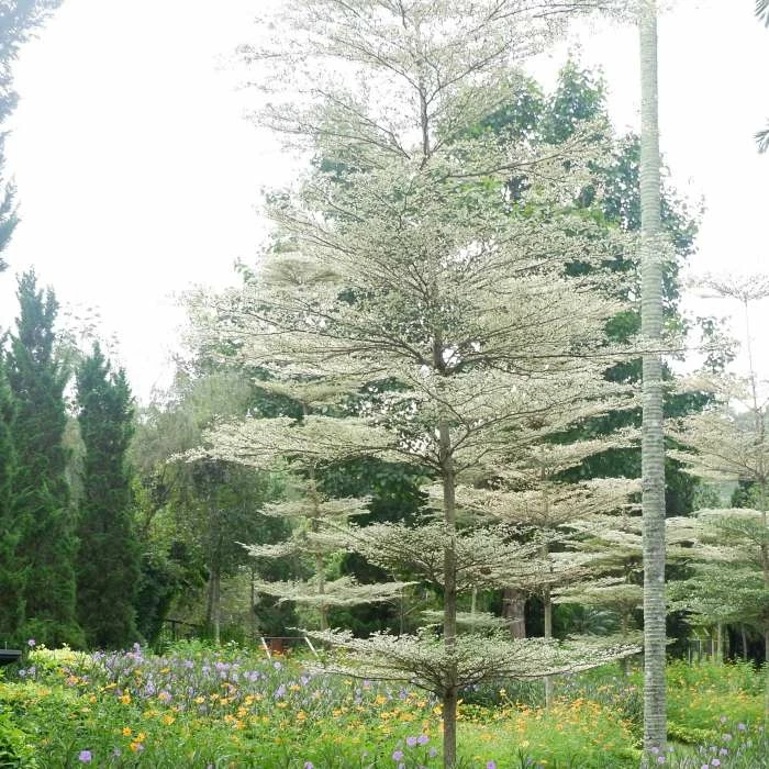 Cornus controversa 'Variegata' | Wedding cake tree | 10L Pot 2 Cornus controversa 'Variegata' | Wedding cake tree | 10L Pot