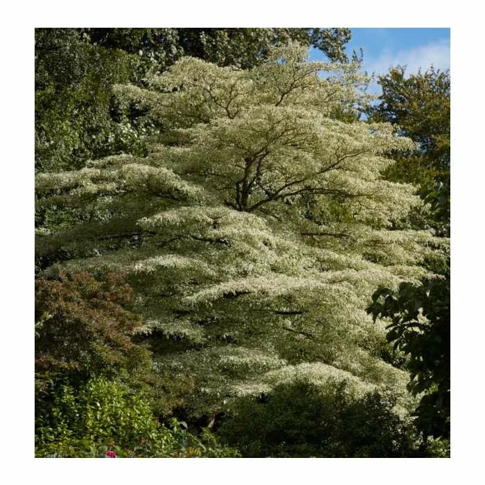 Cornus controversa 'Variegata' | Wedding cake tree | 10L Pot 3 Cornus controversa 'Variegata' | Wedding cake tree | 10L Pot - Image 2