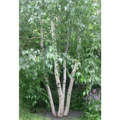 Betula utilis var jacquemontii | Himalayan Birch Tree 11 Betula utilis var jacquemontii | Himalayan Birch Tree -Camellia - shop P20008 add image 2 dcb8