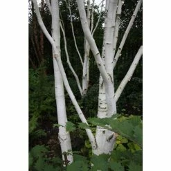 Betula utilis var jacquemontii | Himalayan Birch Tree 12 Betula utilis var jacquemontii | Himalayan Birch Tree -Camellia - shop P20008 add image 3 480d