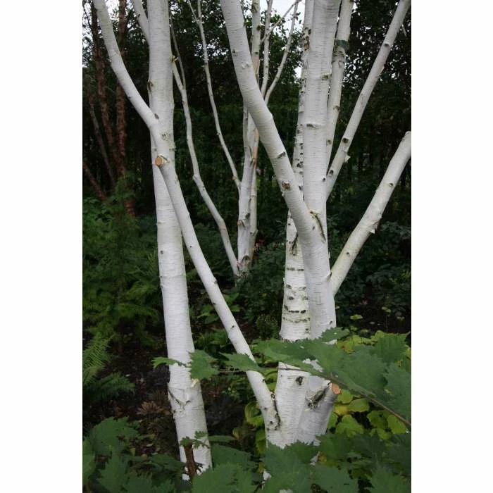 Betula utilis var jacquemontii | Himalayan Birch Tree 7 Betula utilis var jacquemontii | Himalayan Birch Tree - Image 5