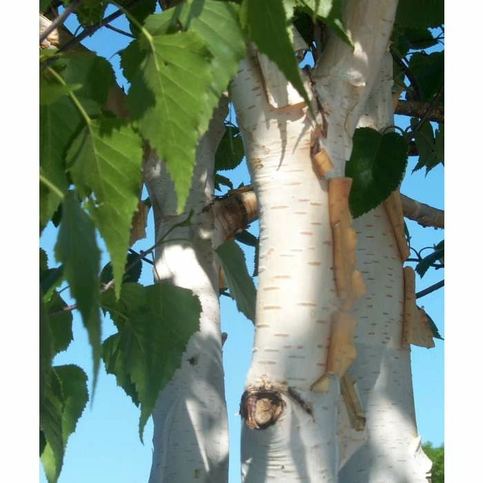 Betula utilis var jacquemontii | Himalayan Birch Tree 4 Betula utilis var jacquemontii | Himalayan Birch Tree - Image 2