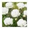 Dianthus 'Memories' | 2L Pot 1 Dianthus 'Memories' | 2L Pot -Camellia - shop P50027 main image 04c4