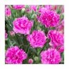Dianthus 'Tickled Pink' | 2L Pot 1 Dianthus 'Tickled Pink' | 2L Pot -Camellia - shop P50028 main image 7ce6