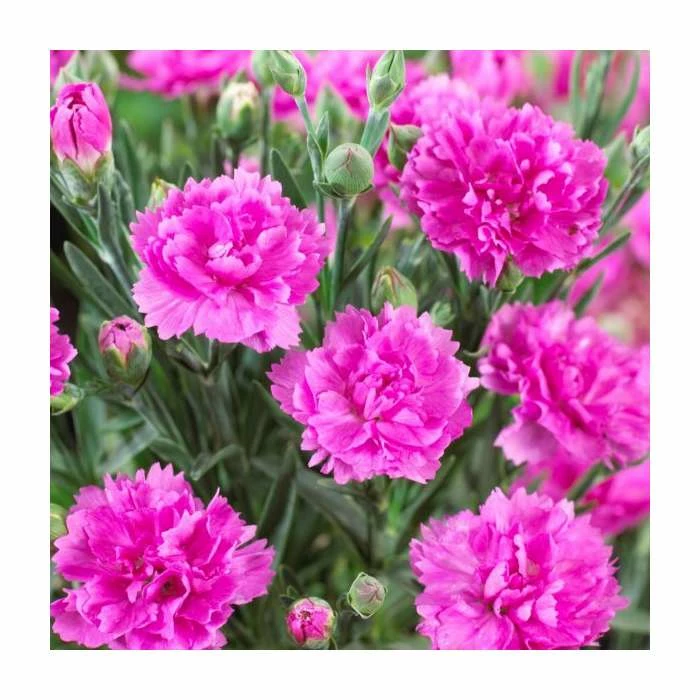 Dianthus 'Tickled Pink' | 2L Pot 3 Dianthus 'Tickled Pink' | 2L Pot