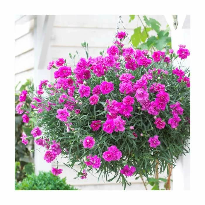 Dianthus 'Tickled Pink' | 2L Pot 4 Dianthus 'Tickled Pink' | 2L Pot - Image 2