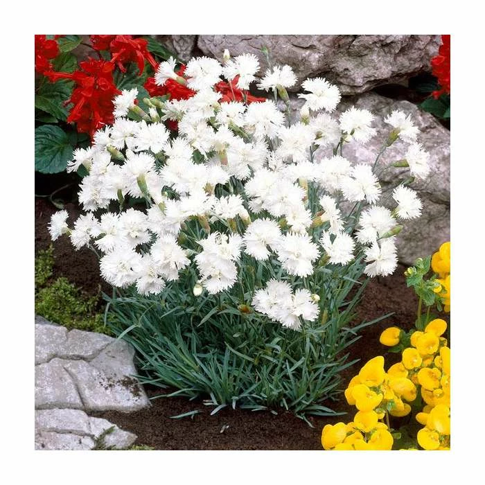 Dianthus 'Cocktail Mojito' | Pink 3 Dianthus 'Cocktail Mojito' | Pink