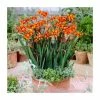 Crocosmia 'Emily McKenzie' | 3L Pot -Camellia - shop P50317 main image a5b6
