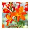 Crocosmia 'Fire King' | 3L Pot 1 Crocosmia 'Fire King' | 3L Pot -Camellia - shop P50318 main image c1c8