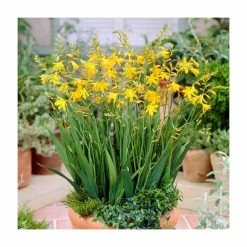 Crocosmia 'George Davidson' | 3L Pot