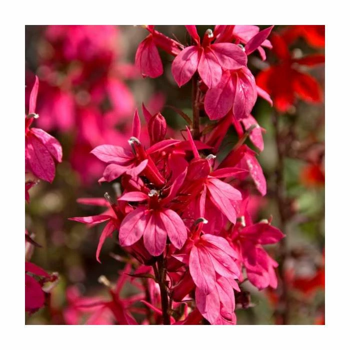 Lobelia 'Starship Deep Rose' 3 Lobelia 'Starship Deep Rose'