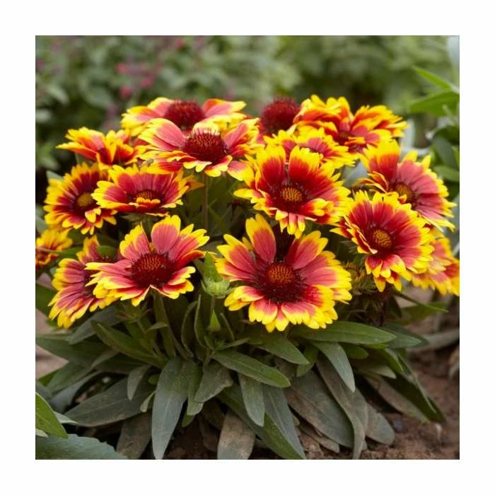 Gaillardia 'Arizona Sun' | 13m Pot 3 Gaillardia 'Arizona Sun' | 13m Pot