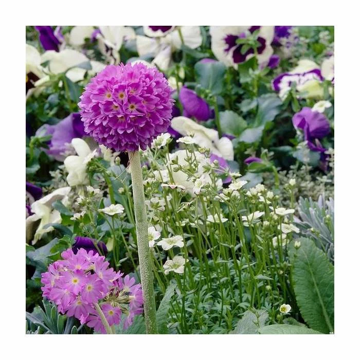 Primula denticulata 'Lilac' | Drumstick Primrose 4 Primula denticulata 'Lilac' | Drumstick Primrose - Image 2