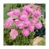 Scabiosa columbaria 'Pink Mist' | 10.5cm Pot 1 Scabiosa columbaria 'Pink Mist' | 10.5cm Pot -Camellia - shop PL00138 main image 4cd9