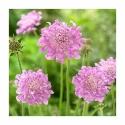 Scabiosa columbaria 'Pink Mist' | 10.5cm Pot 4 Scabiosa columbaria 'Pink Mist' | 10.5cm Pot -Camellia - shop PL00138 rollover image 251e
