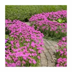 Armeria maritima 'Armada Rose' | 10.5cm Pot