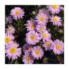 Aster Alpinus 'Happy End' | 10.5cm Pot 1 Aster Alpinus 'Happy End' | 10.5cm Pot -Camellia - shop PL00155 main image 75d4