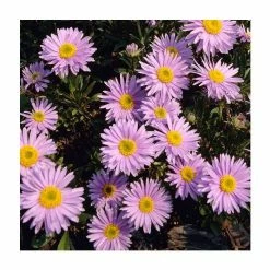 Aster Alpinus 'Happy End' | 10.5cm Pot