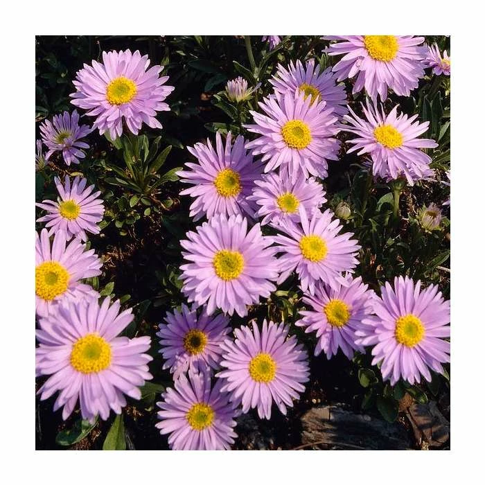 Aster Alpinus 'Happy End' | 10.5cm Pot 3 Aster Alpinus 'Happy End' | 10.5cm Pot