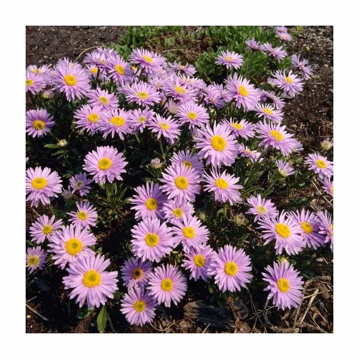 Aster Alpinus 'Happy End' | 10.5cm Pot 4 Aster Alpinus 'Happy End' | 10.5cm Pot - Image 2