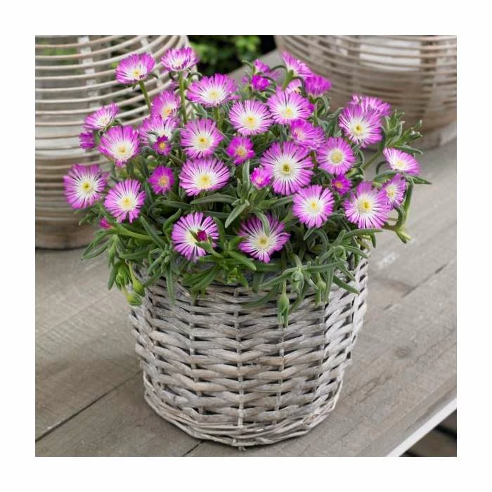 Delosperma 'Jewel of Desert Rosequartz' | 10.5cm Pot 3 Delosperma 'Jewel of Desert Rosequartz' | 10.5cm Pot