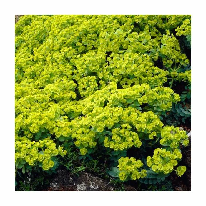 Euphorbia Myrsinites | 9cm Pot 3 Euphorbia Myrsinites | 9cm Pot