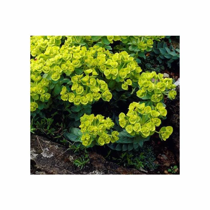 Euphorbia Myrsinites | 9cm Pot 4 Euphorbia Myrsinites | 9cm Pot - Image 2