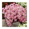 Saxifrage x Arendsii 'Appleblossom Pixie' | 10.5cm Pot 1 Saxifrage x Arendsii 'Appleblossom Pixie' | 10.5cm Pot -Camellia - shop PL00188 main image 974a