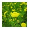 Golden Buttons | Cotula coronopifolia 2 Golden Buttons | Cotula coronopifolia -Camellia - shop PL0591 main image e6eb