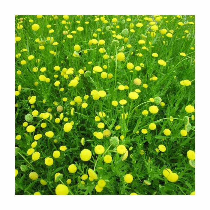 Golden Buttons | Cotula coronopifolia 4 Golden Buttons | Cotula coronopifolia - Image 2