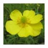 Lesser Spearwort | Ranunculus flammula -Camellia - shop PL0619 main image 2dd9