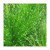 Slender Club Rush | Scirpus cernuus -Camellia - shop PL0621 main image 74f6