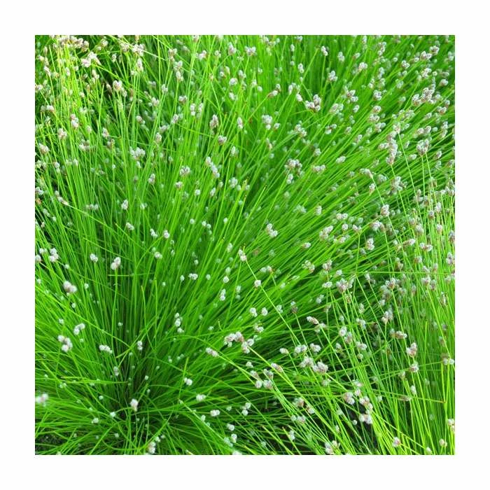 Slender Club Rush | Scirpus cernuus 2 Slender Club Rush | Scirpus cernuus