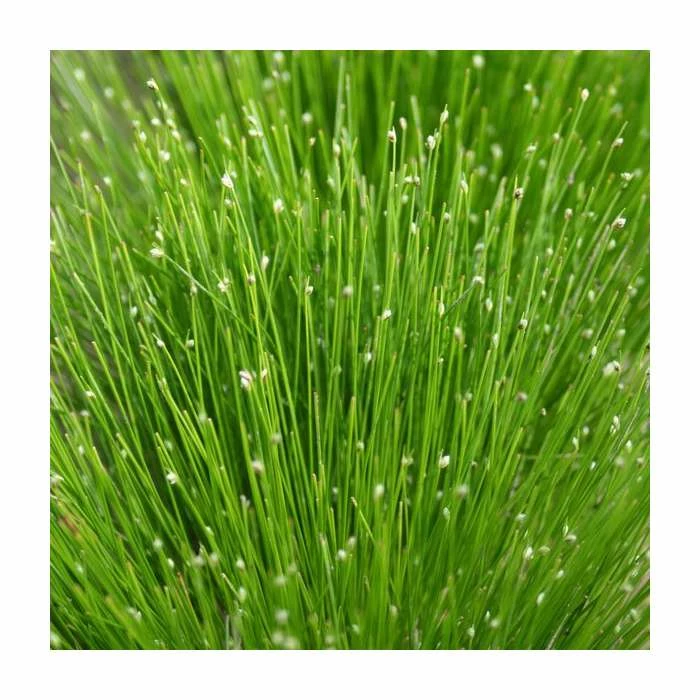 Slender Club Rush | Scirpus cernuus 3 Slender Club Rush | Scirpus cernuus - Image 2