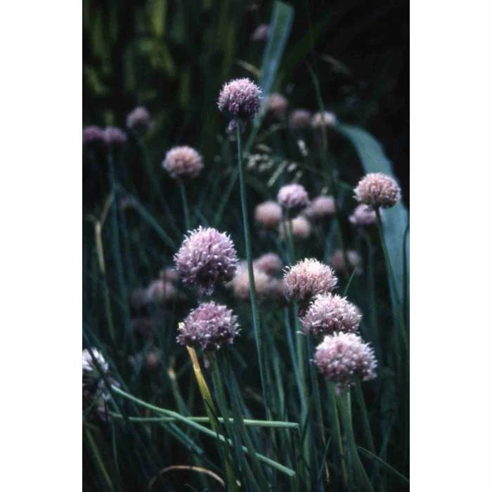 3x Chives Allium Schoenoprasum - 9cm Pots 2 3x Chives Allium Schoenoprasum - 9cm Pots