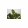 5 Bunches of Hornwort Ceratophyllum demersum 1 5 Bunches of Hornwort Ceratophyllum demersum -Camellia - shop PL0694 main image 1bb8