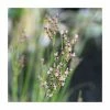 Sea Rush | Juncus maritimus 1 Sea Rush | Juncus maritimus -Camellia - shop PL0710 main image e5b3