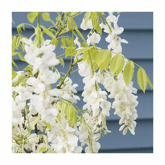 2-3ft White Wisteria Plant | 3L Pot | Wisteria sinensis alba 4 2-3ft White Wisteria Plant | 3L Pot | Wisteria sinensis alba - Image 2