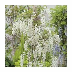 2-3ft White Wisteria Plant | 3L Pot | Wisteria sinensis alba 8 2-3ft White Wisteria Plant | 3L Pot | Wisteria sinensis alba -Camellia - shop PL13538 add image 2 6cec