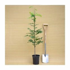 2-3ft White Wisteria Plant | 3L Pot | Wisteria sinensis alba 9 2-3ft White Wisteria Plant | 3L Pot | Wisteria sinensis alba -Camellia - shop PL13538 add image 3 01f6
