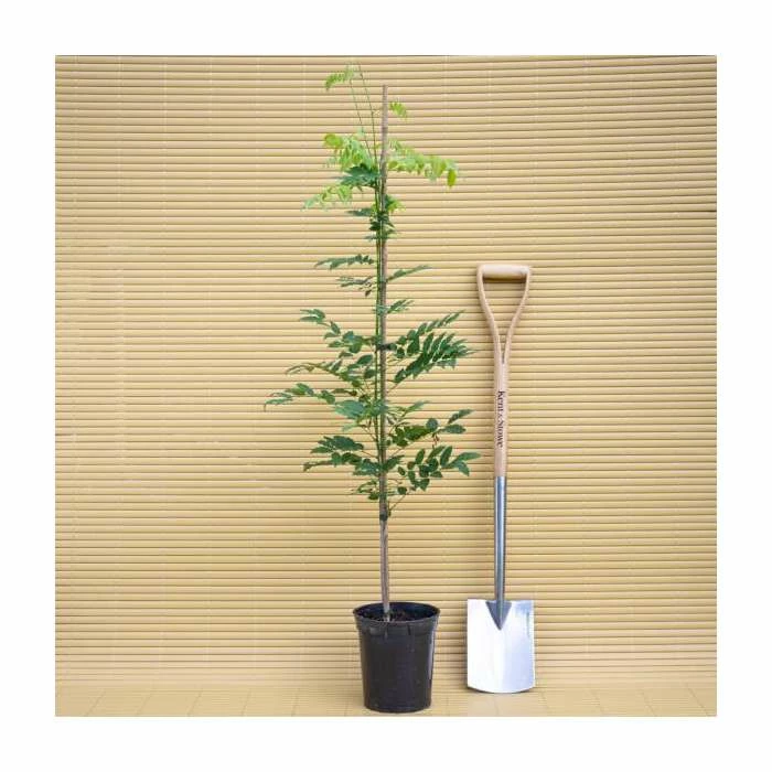 2-3ft White Wisteria Plant | 3L Pot | Wisteria sinensis alba 6 2-3ft White Wisteria Plant | 3L Pot | Wisteria sinensis alba - Image 4