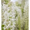 2-3ft White Wisteria Plant | 3L Pot | Wisteria sinensis alba 2 2-3ft White Wisteria Plant | 3L Pot | Wisteria sinensis alba -Camellia - shop PL13538 main image 205f