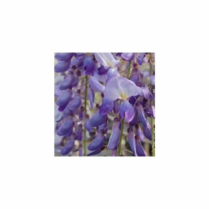 50-90cm 3ft Wisteria Brachybotrys 'Okayama' | 3L Pot | 4 50-90cm 3ft Wisteria Brachybotrys 'Okayama' | 3L Pot | - Image 2