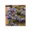 50-90cm 3ft Wisteria Brachybotrys 'Okayama' | 3L Pot | -Camellia - shop PL13660 main image e963