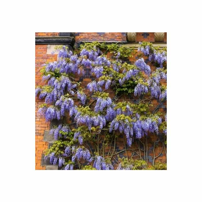 50-90cm 3ft Wisteria Brachybotrys 'Okayama' | 3L Pot | 3 50-90cm 3ft Wisteria Brachybotrys 'Okayama' | 3L Pot |