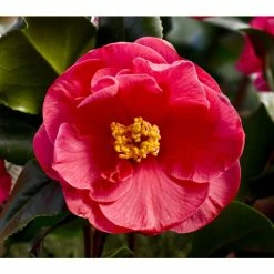 3ft Camellia 'Dr King' | 4L | Camellia japonica