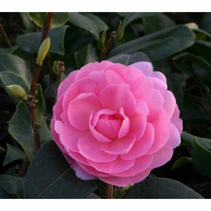 3ft Camellia 'EG Waterhouse' | 4L | Camellia japonica 4 3ft Camellia 'EG Waterhouse' | 4L | Camellia japonica - Image 2