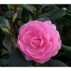 3ft Camellia 'EG Waterhouse' | 4L | Camellia japonica 1 3ft Camellia 'EG Waterhouse' | 4L | Camellia japonica -Camellia - shop PL30160 main image ada2