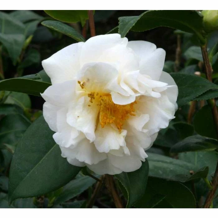 3ft Camellia 'ETR Carlyon' | 4L | Camellia japonica 4 3ft Camellia 'ETR Carlyon' | 4L | Camellia japonica - Image 2